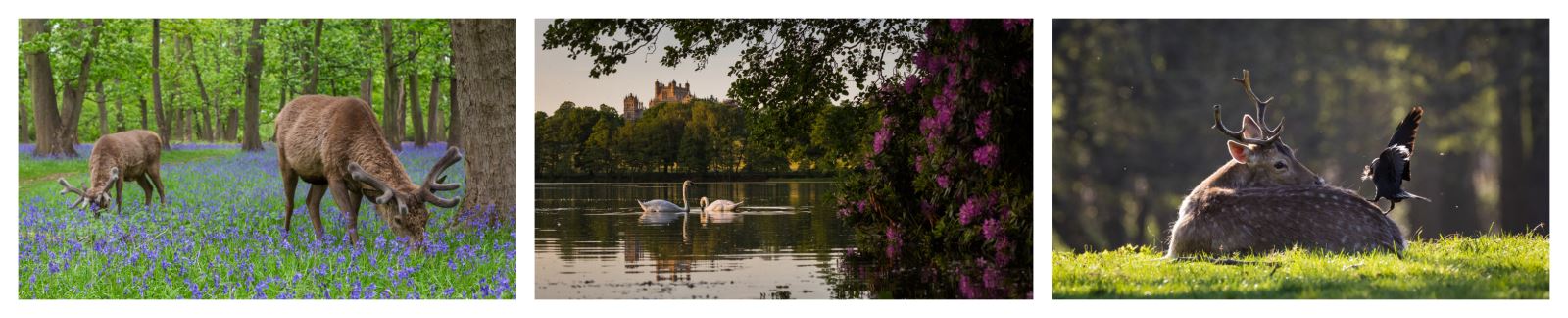 Spring at Wollaton Hall - Photography by Chris Denning
